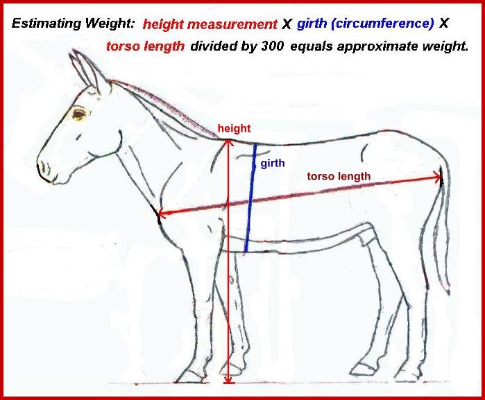 Donkey Weight Chart